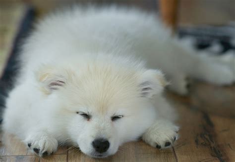 The Connection Between White Magic Samoyed Prices and Quality